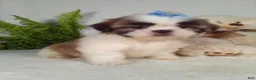 Shih Tzu dogs for sale: Millie - Ad 5