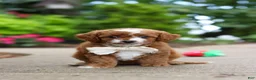 Cavapoo dogs for sale: Pumpkin - Ad 8