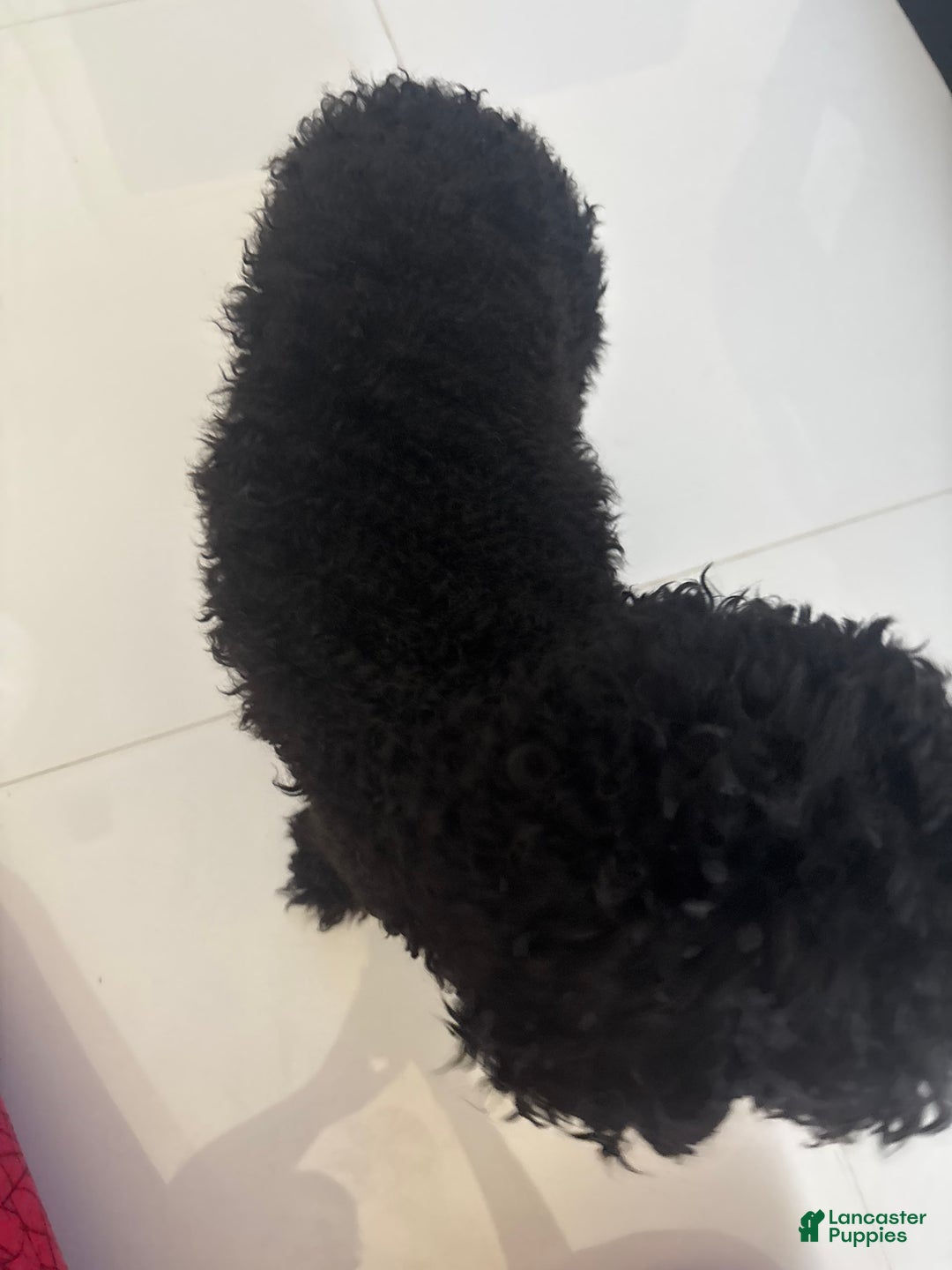 Miniature Poodle dogs for sale: Panchito - Ad 3