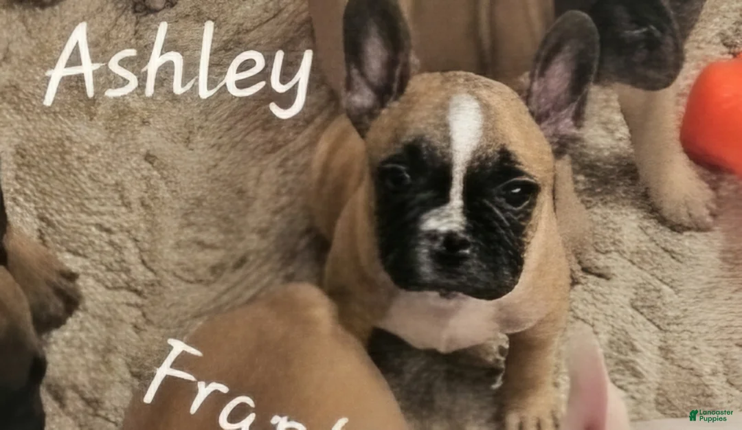 French Bulldog dogs for sale: Ashley aka Drip - Ad 2