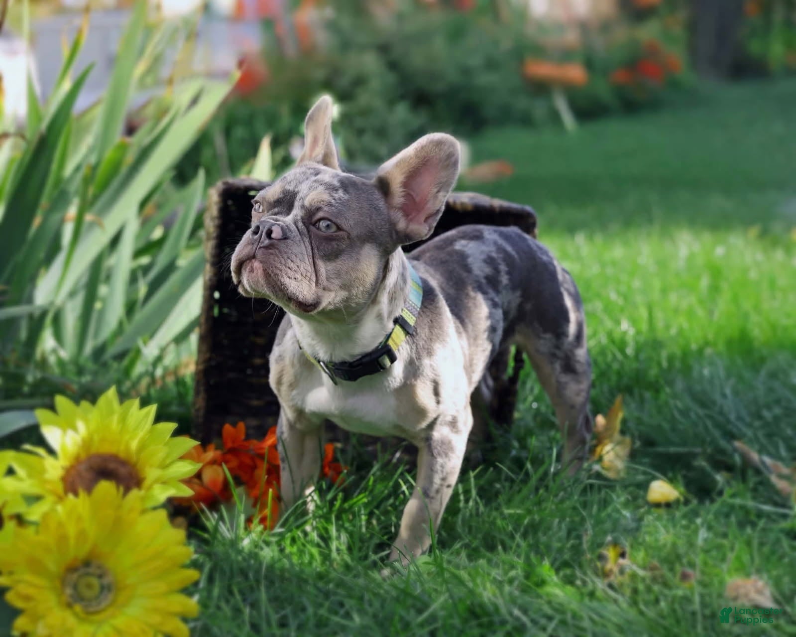 French Bulldog dogs for sale: French Bulldog 4 - Ad 1