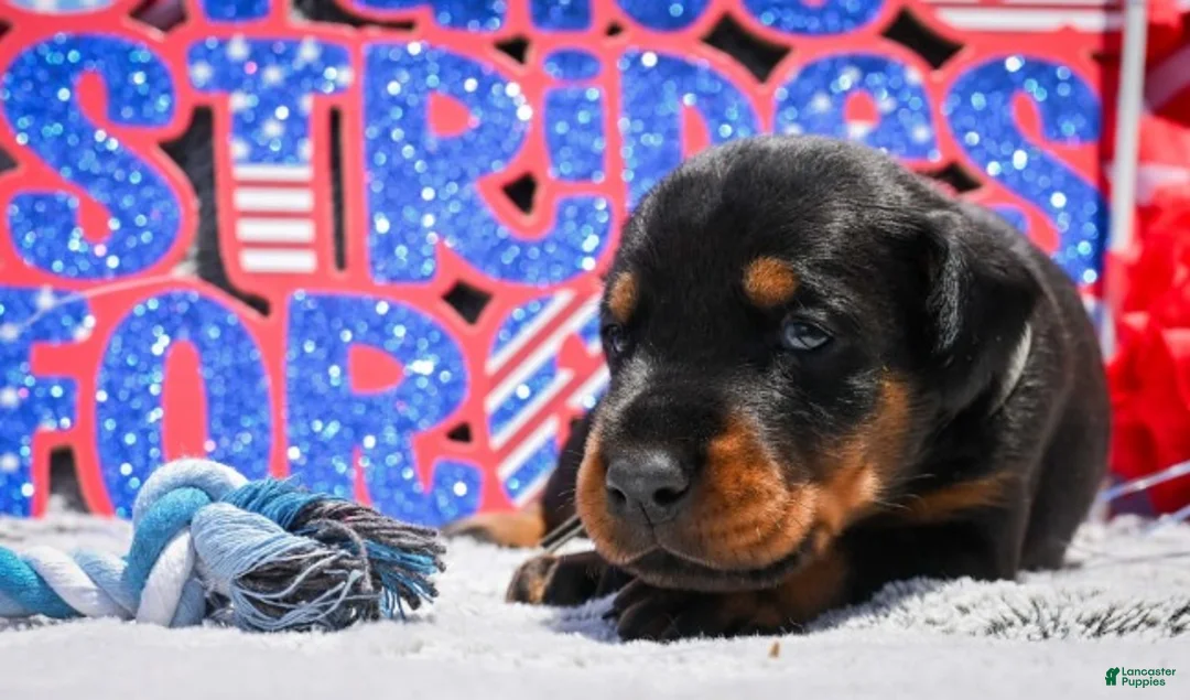 Doberman Pinscher dogs for sale: Boy 5 - Ad 3