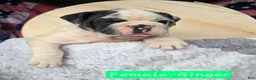 Olde English Bulldogge dogs for sale: Ginger - Ad 5