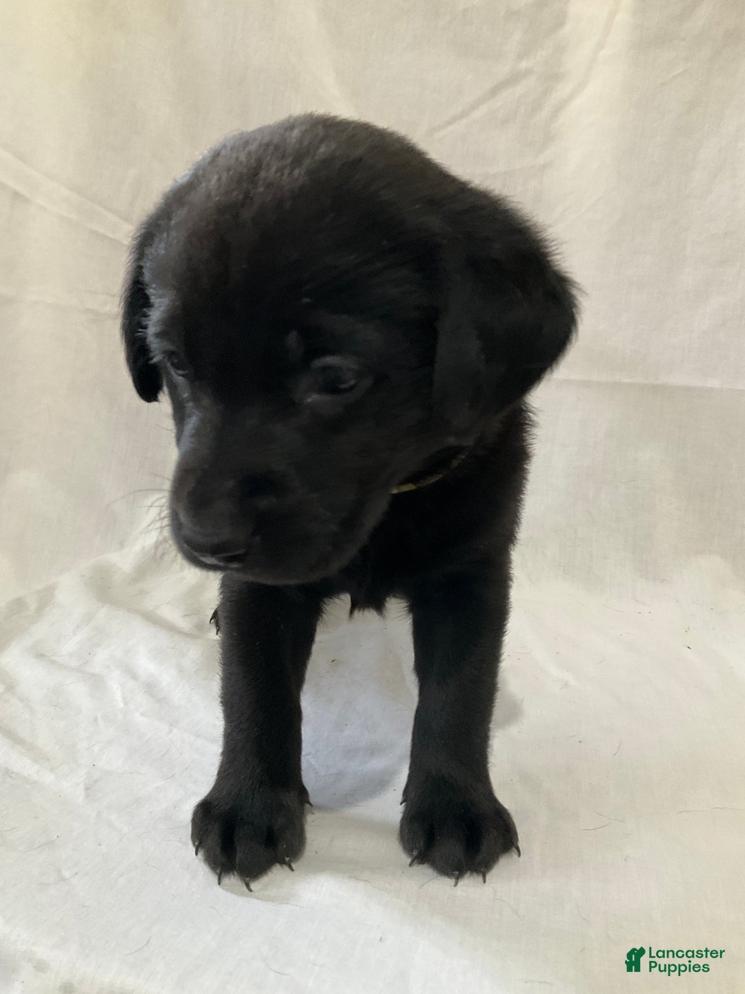 Labrador Retriever dogs for sale: Sadie - Ad 4