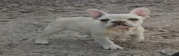 French Bulldog dogs for sale: French Bulldog Puppy 5 - Ad 1