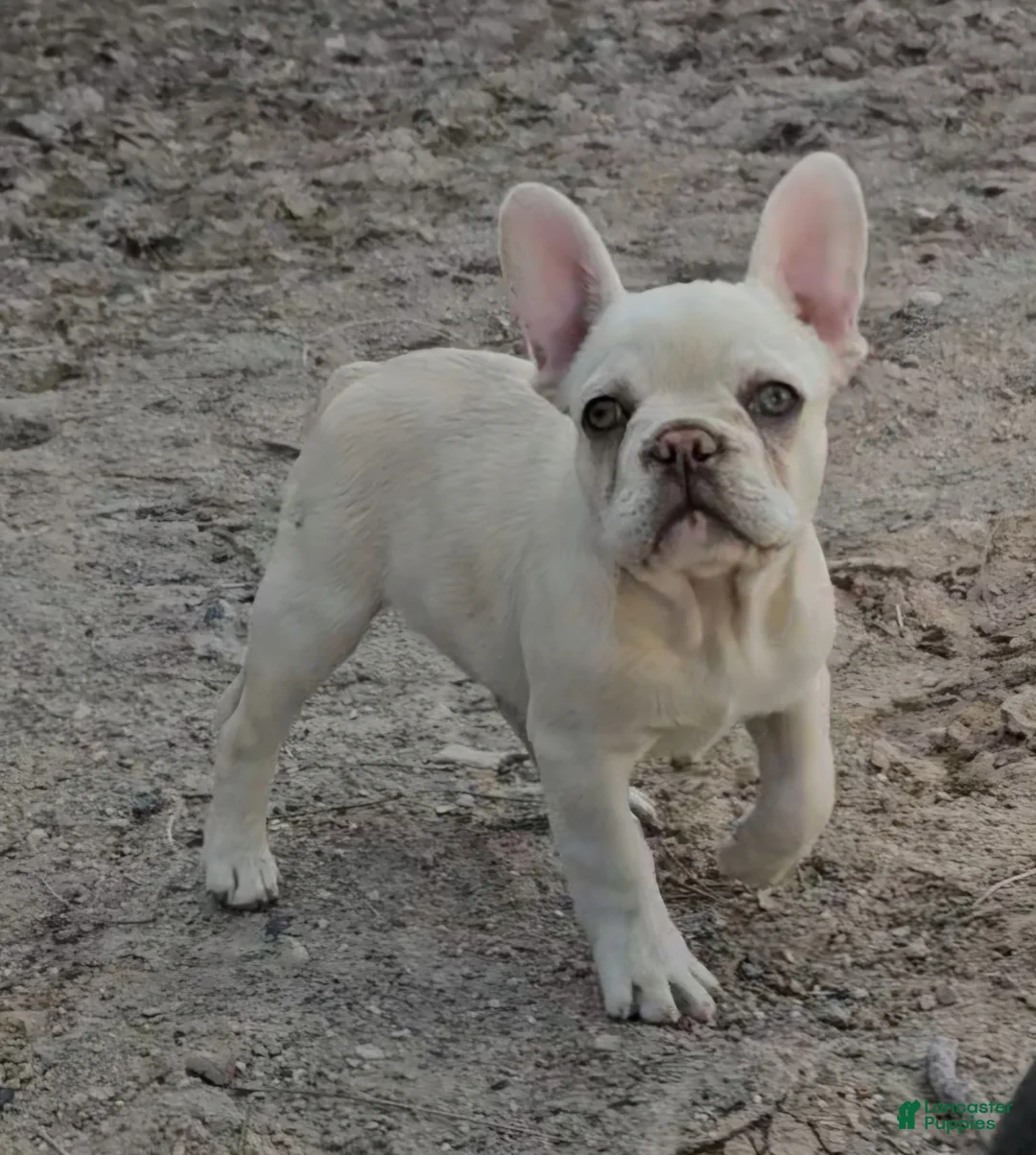 French Bulldog dogs for sale: French Bulldog Puppy 5 - Ad 1