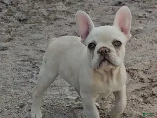 French Bulldog dogs French Bulldog Puppy 5 - Ad 35