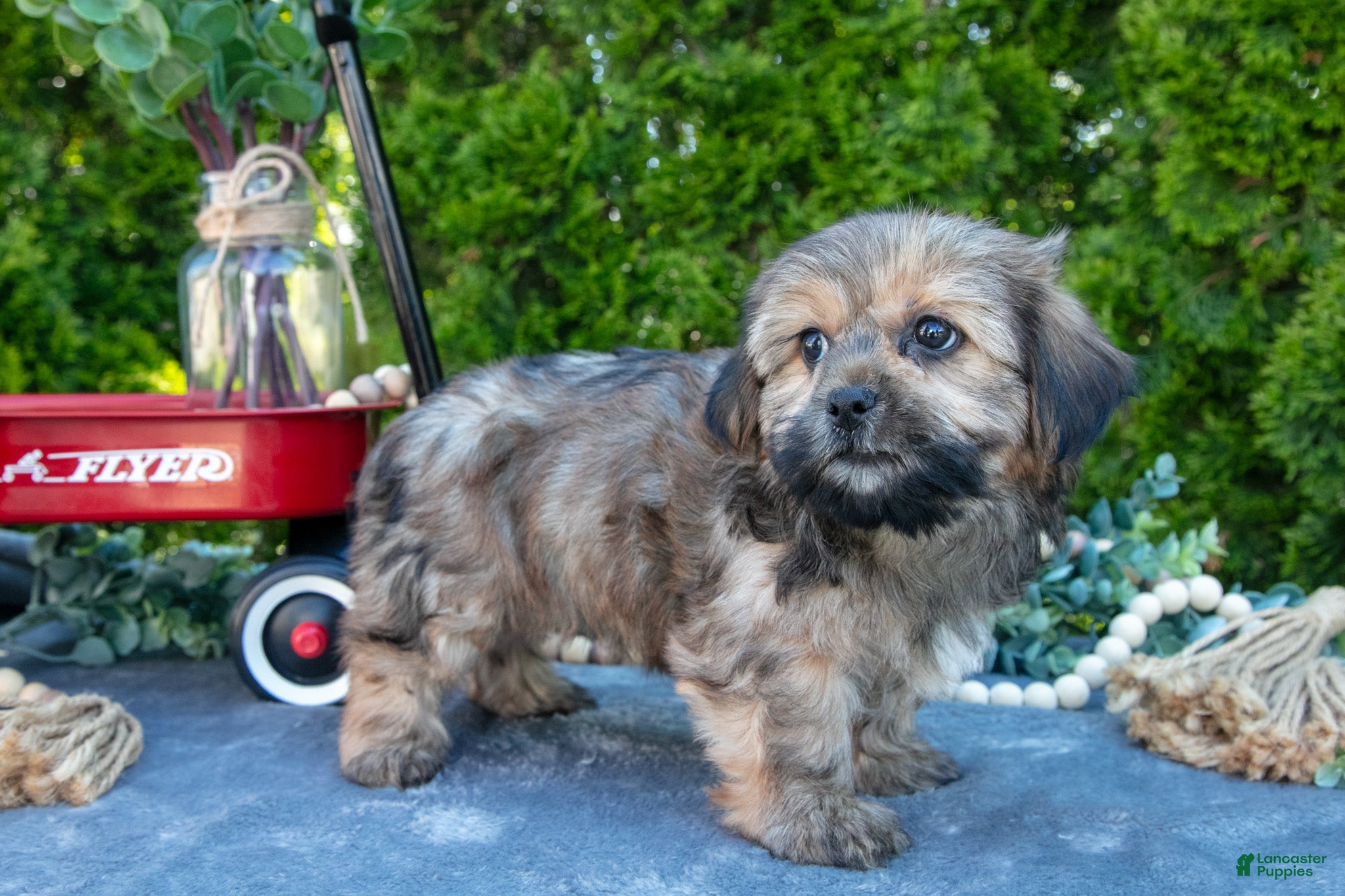 Shorkie dogs for sale: Bono - Ad 2