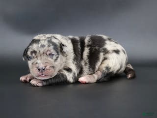 American Bully dogs Vow - Ad 34