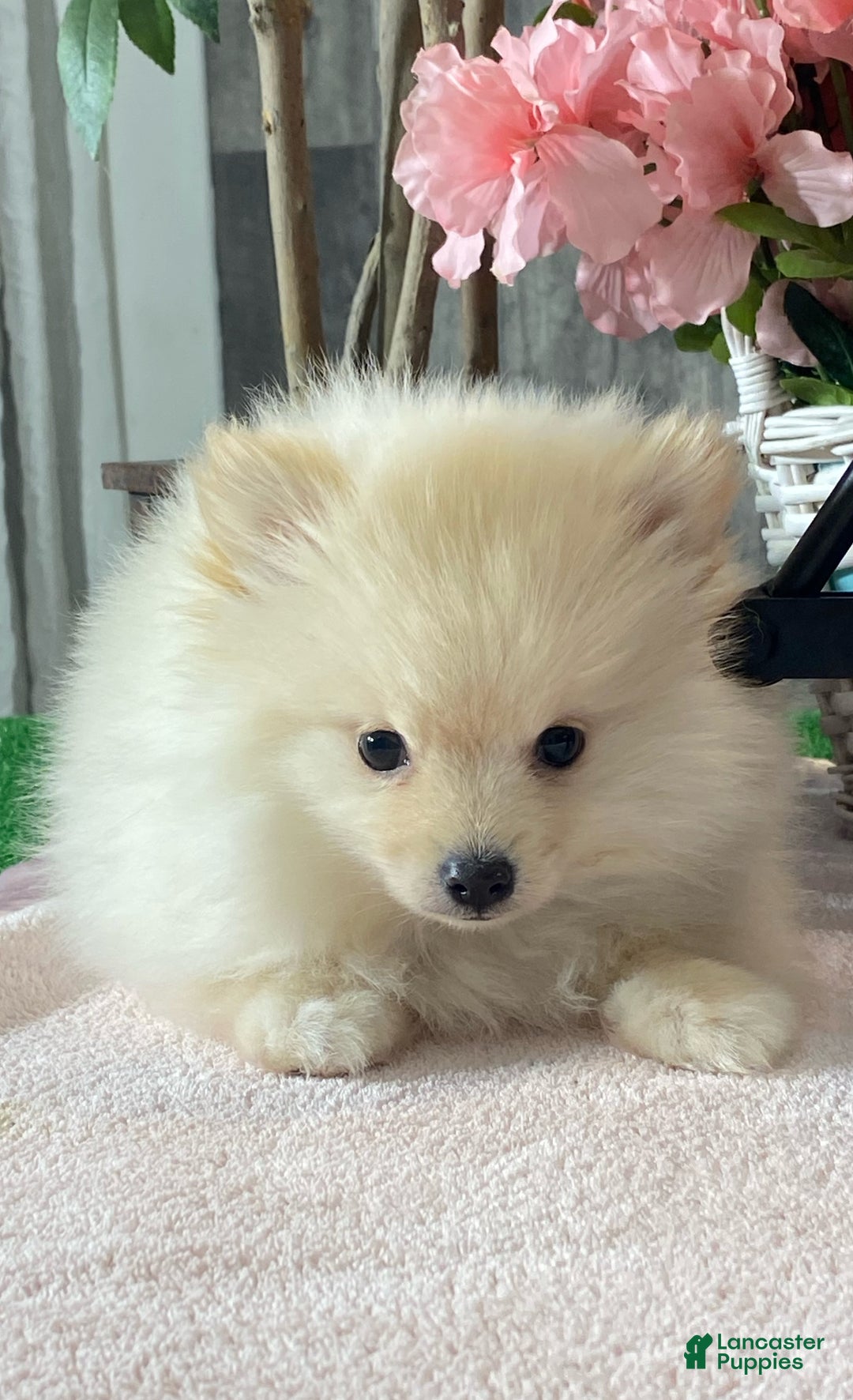 Pomeranian dogs for sale: Pete - Ad 3
