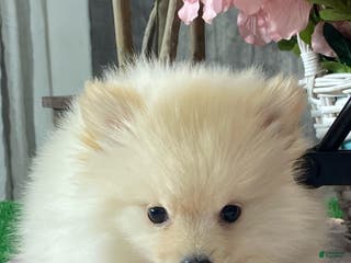 Pomeranian dogs Pete - Ad 29