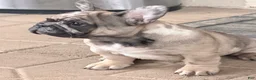 French Bulldog dogs for sale: French Bulldog 2 - Ad 6