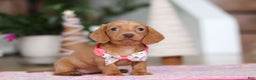 Miniature Dachshund dogs for sale: Beth - Ad 4