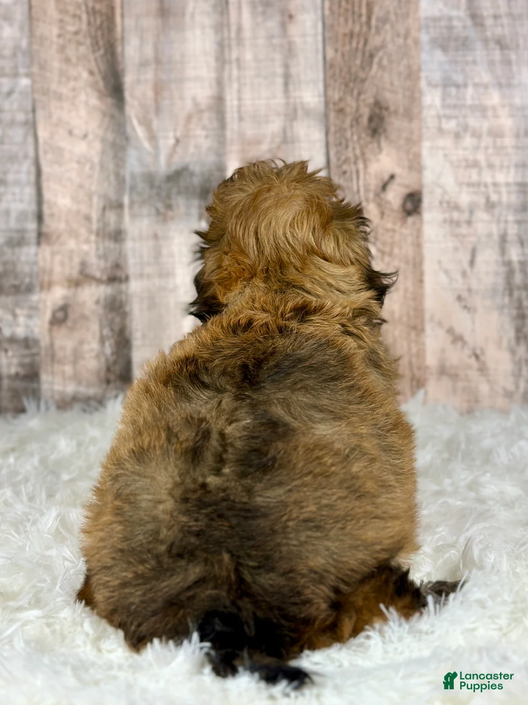 Shihpoo dogs for sale: Boy Snoopy - 0193 - Ad 3