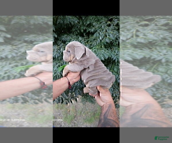 English Bulldog dogs PRADA - LILAC TAN TRI MICRO IN LA CA AND US DELIVERY - Ad 16