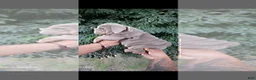 English Bulldog dogs for sale: PRADA - LILAC TAN TRI MICRO IN LA CA AND US DELIVERY - Ad 1