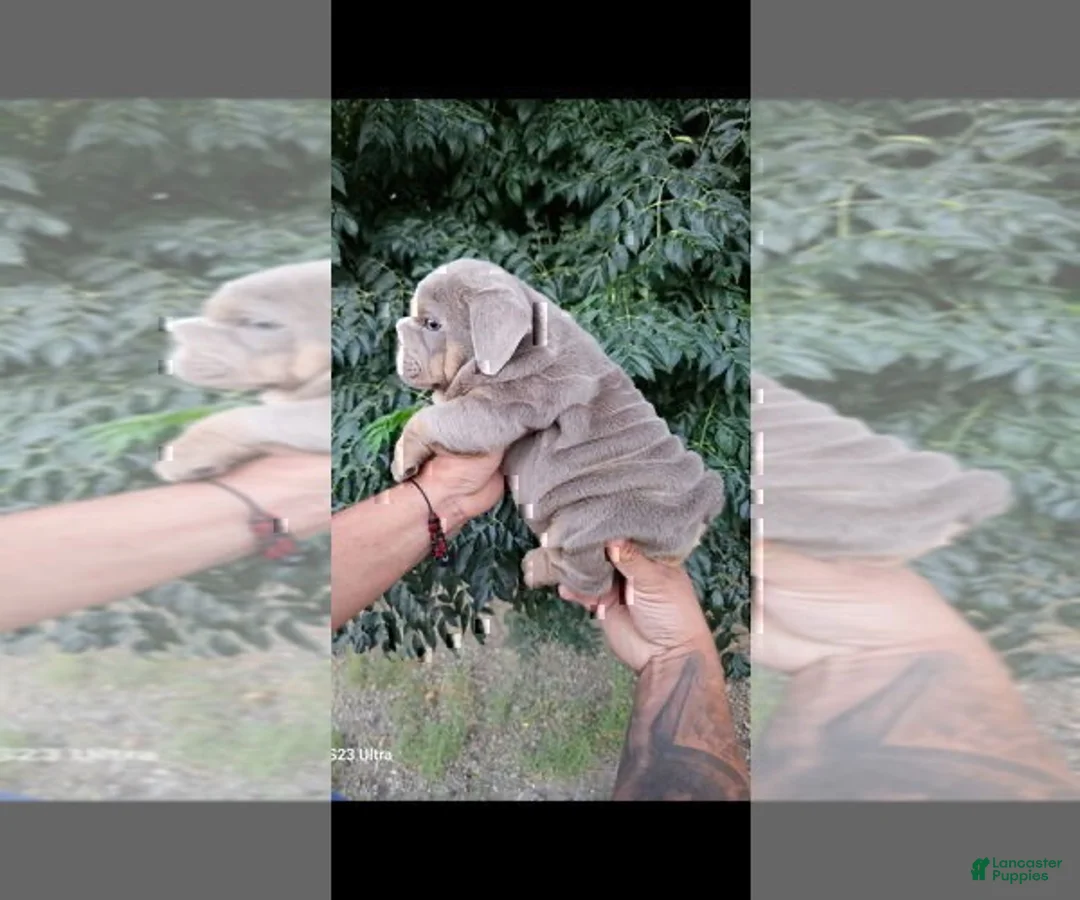 English Bulldog dogs for sale: PRADA - LILAC TAN TRI MICRO IN LA CA AND US DELIVERY - Ad 1