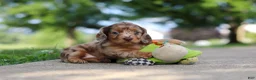 Miniature Dachshund dogs for sale: Clementine - Ad 8