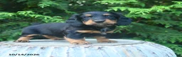 Miniature Dachshund dogs for sale: Felicity - Ad 1
