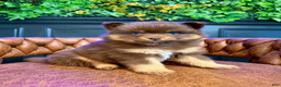 Pomsky dogs for sale: Summer - Ad 1