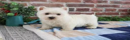 West Highland Terrier dogs for sale: Gizmo  - Ad 2