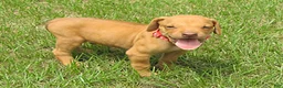 Rhodesian Ridgeback dogs for sale: Rhodesian Ridgeback 1 - Ad 3