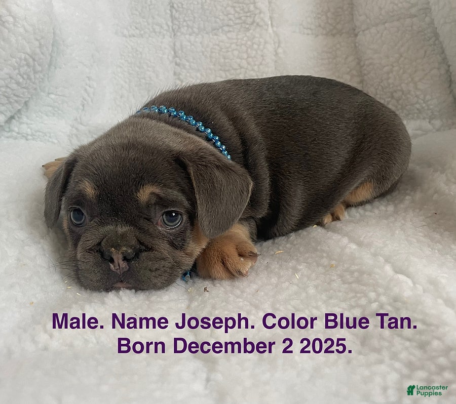 French Bulldog dogs Joseph - Ad 1