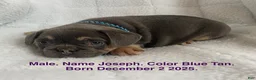 French Bulldog dogs for sale: Joseph - Ad 1