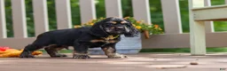 Cocker Spaniel dogs for sale: Bentley - Ad 5
