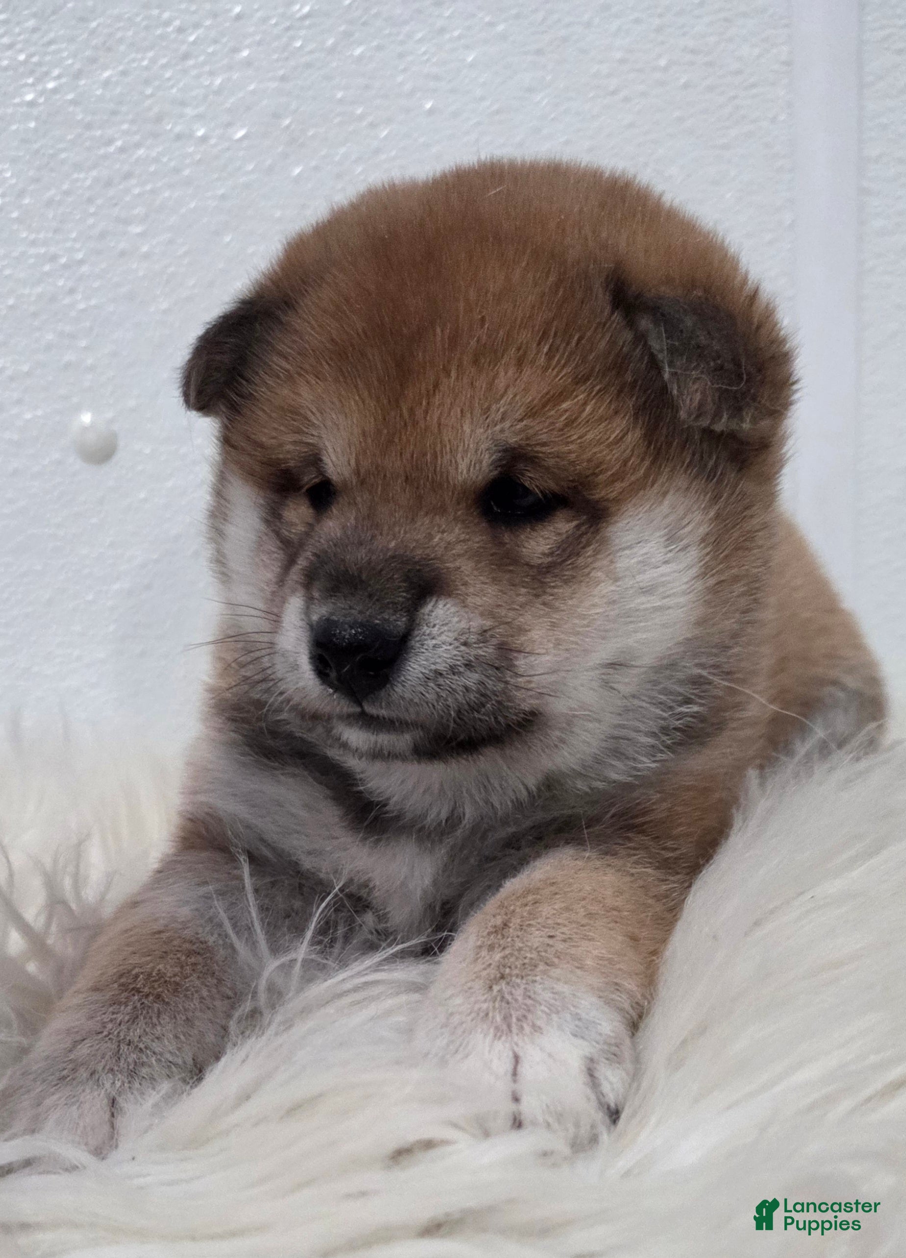 Shiba Inu dogs Anya - Ad 1