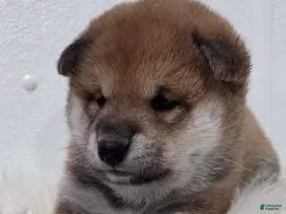 Shiba Inu dogs Anya - Ad 2