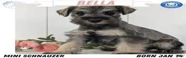 Bella