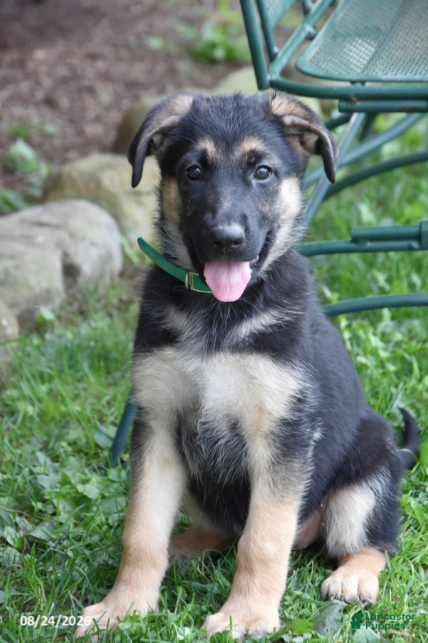 German Shepherd dogs Bertha - Ad 1