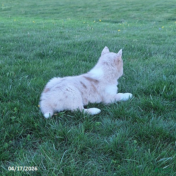 Gerberian Shepsky dogs Timber - Ad 2