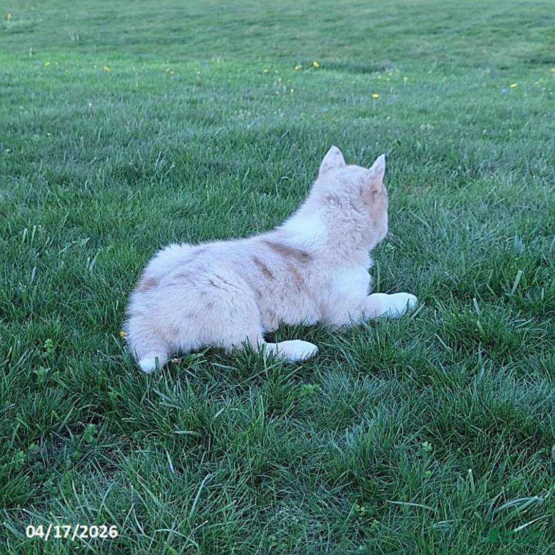 Gerberian Shepsky dogs for sale: Timber - Ad 2