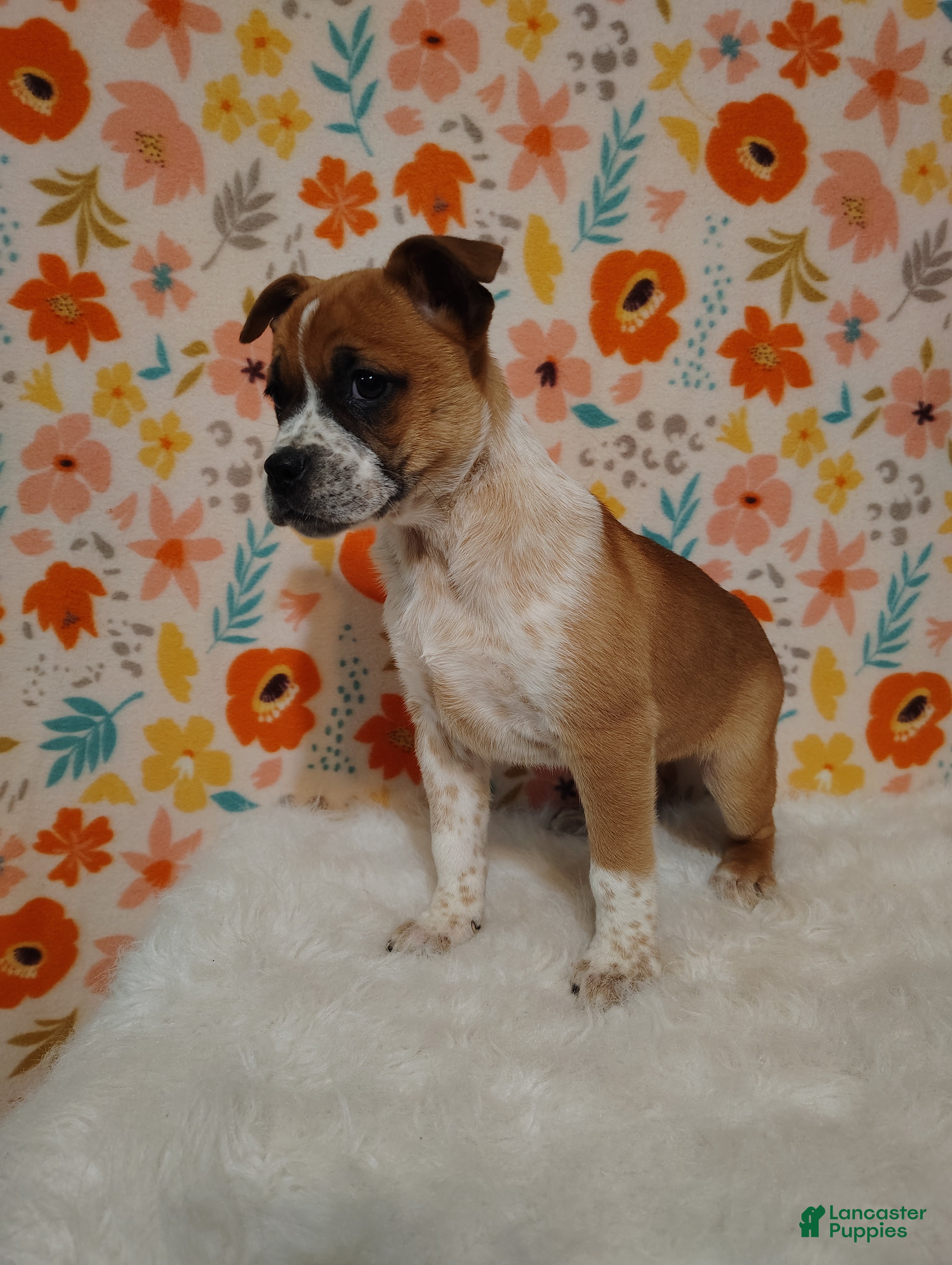 Mixed Breed dogs Amelia - Ad 2