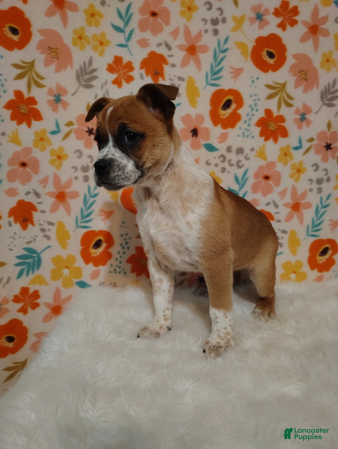 Mixed Breed dogs for sale: Amelia - Ad 2