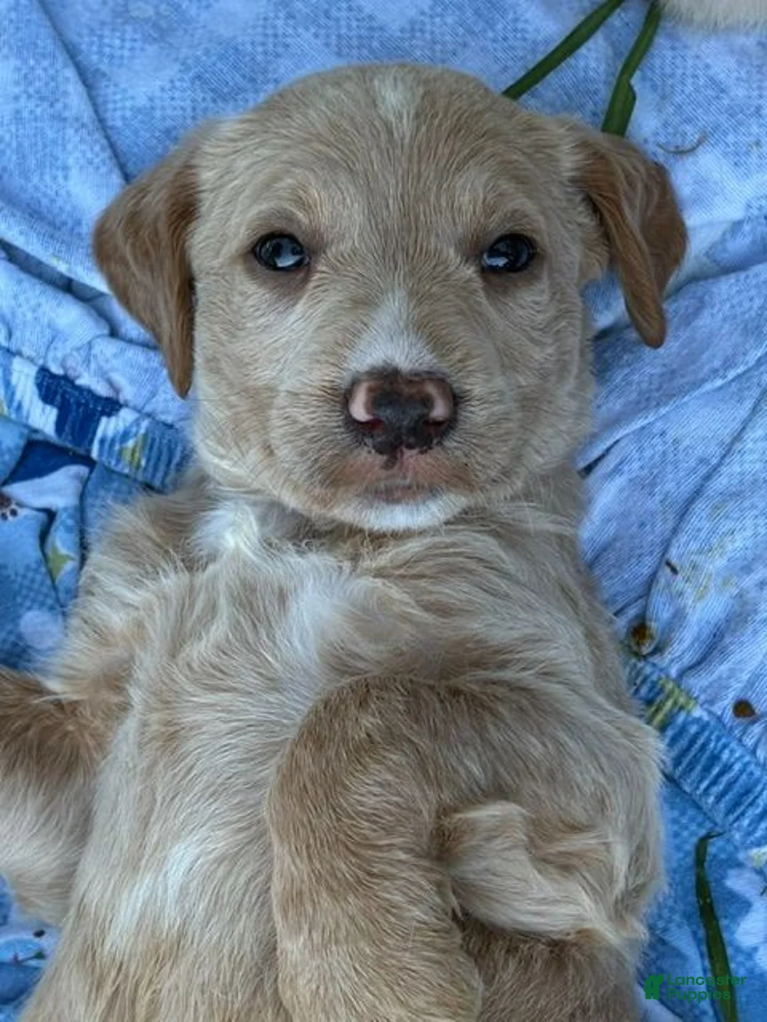 Labradoodle dogs for sale: Captain - Ad 1