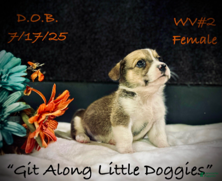 Welsh Corgi Pembroke dogs WV#2 - Ad 5