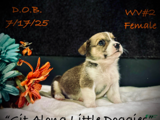 Welsh Corgi Pembroke dogs WV#2 - Ad 5