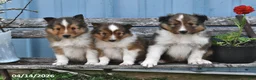 Shetland Sheepdog dogs for sale: Billy - Ad 5