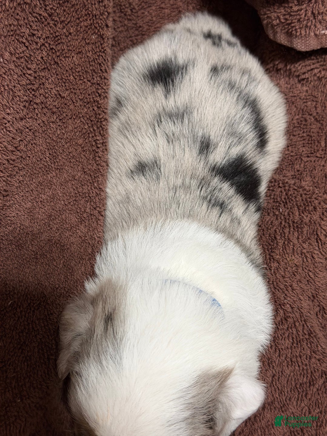 Miniature Australian Shepherd dogs for sale: BLUE - Ad 4