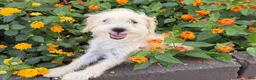 Schnoodle dogs for sale: Missy - Ad 5
