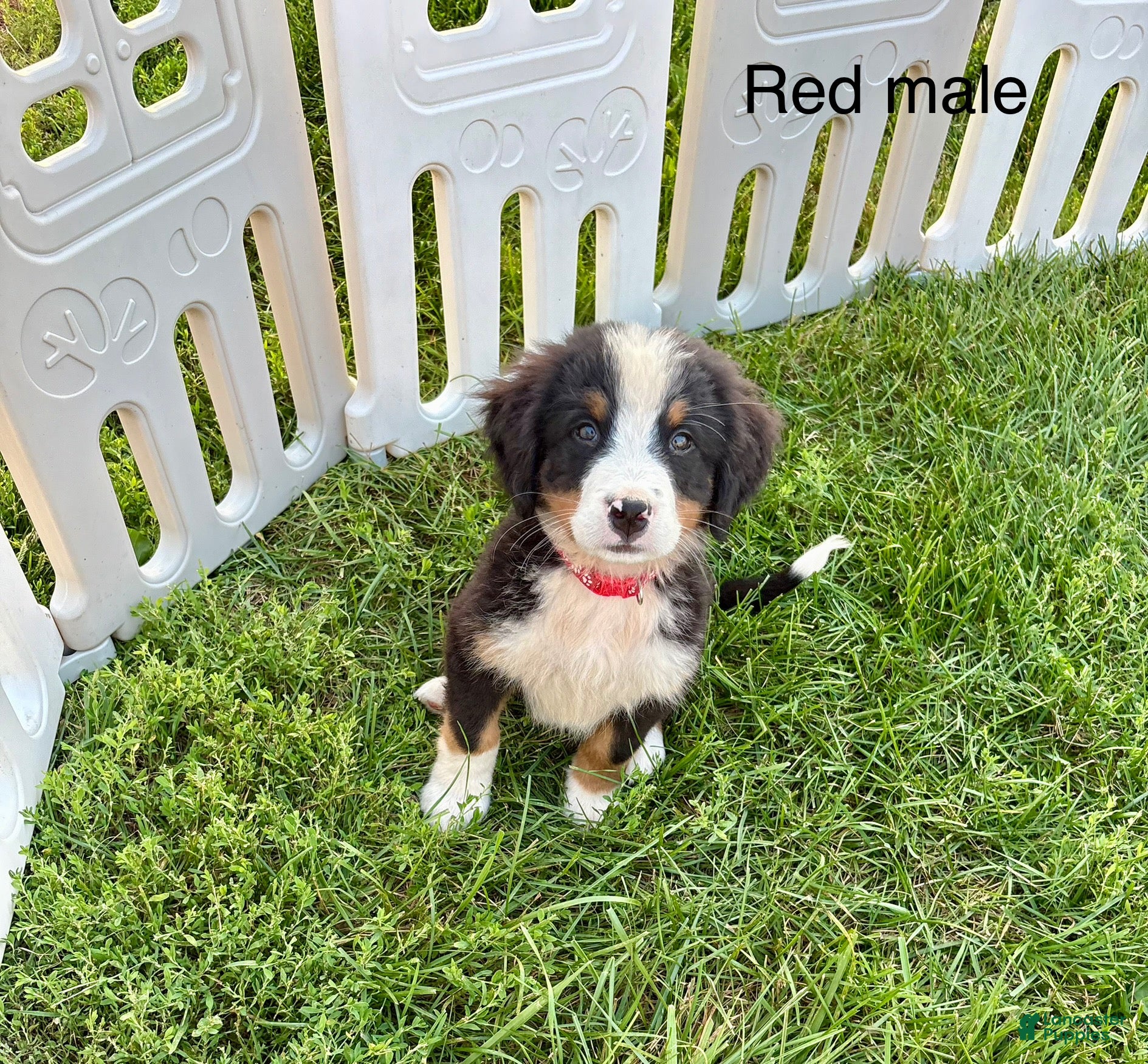 Bernese Mountain Dog dogs Red male  - Ad 26