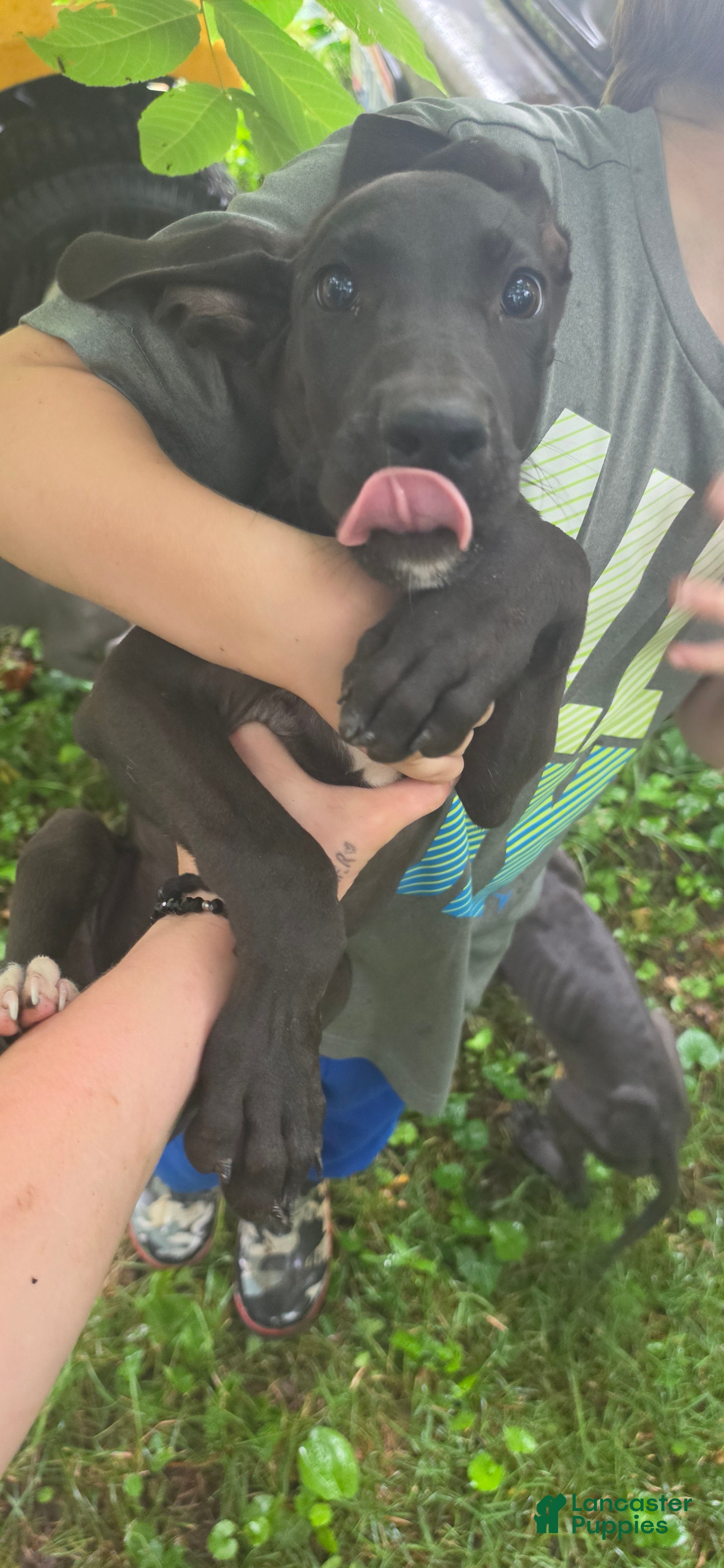 Great Dane dogs Great Dane 1 - Ad 2