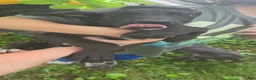 Great Dane dogs for sale: Great Dane 1 - Ad 1