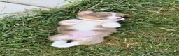 Welsh Corgi Pembroke dogs for sale: Libby - Ad 2