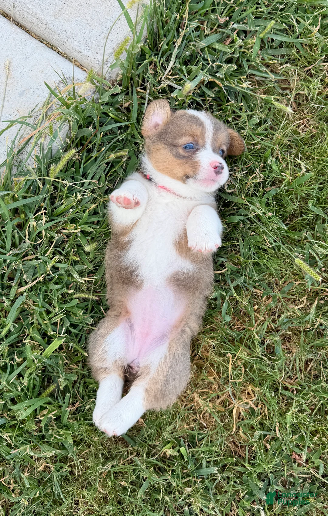 Welsh Corgi Pembroke dogs for sale: Libby - Ad 2