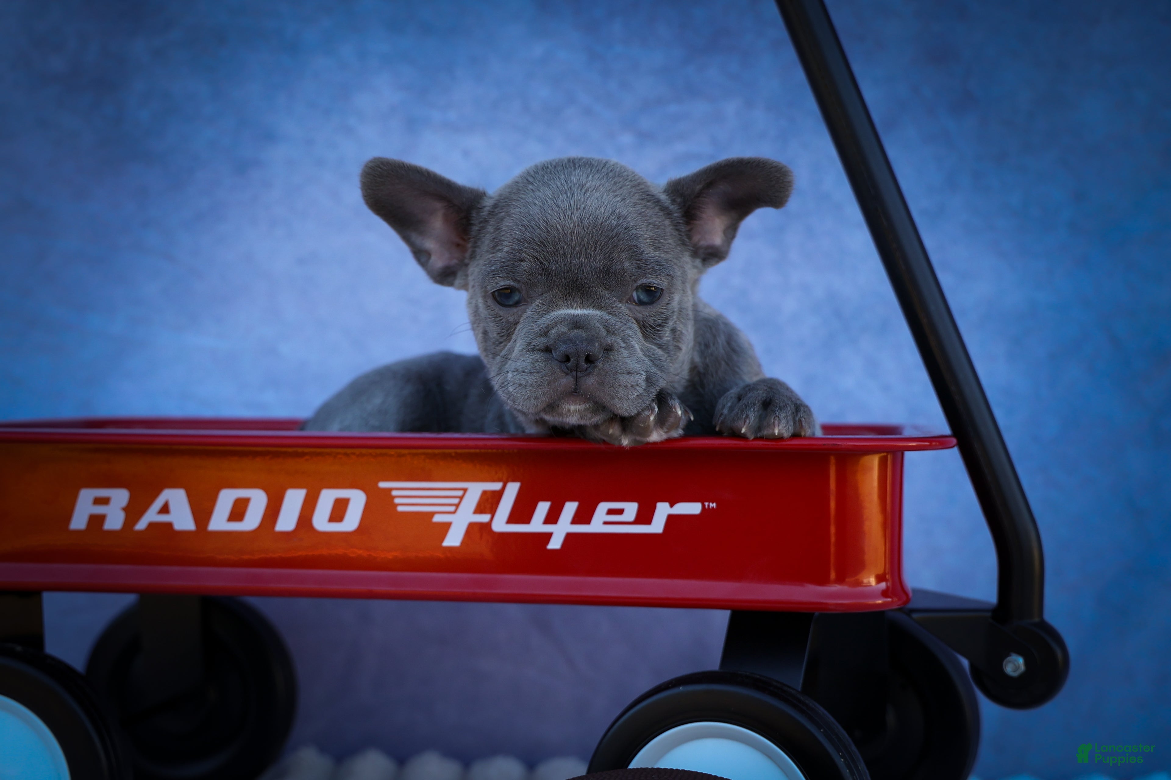 Frenchton dogs Quinn - Ad 1