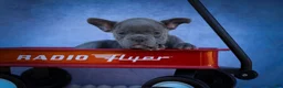 Frenchton dogs for sale: Quinn - Ad 1